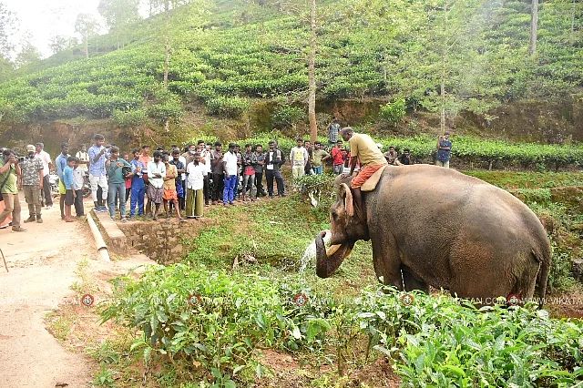 Operation broken tusker