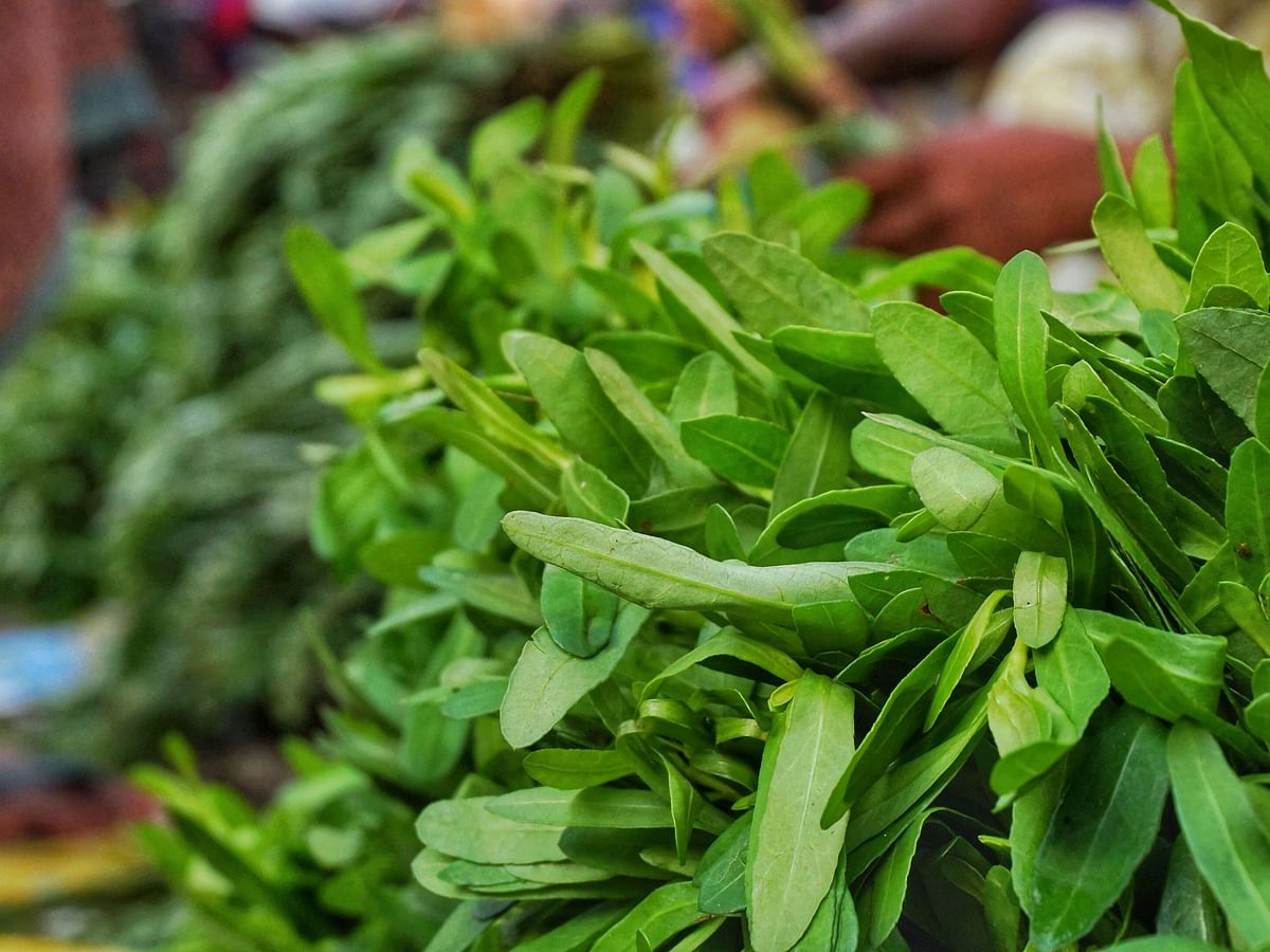 How to: வீட்டில் கீரை சாகுபடி செய்வது எப்படி? | How to grow spinach at home?