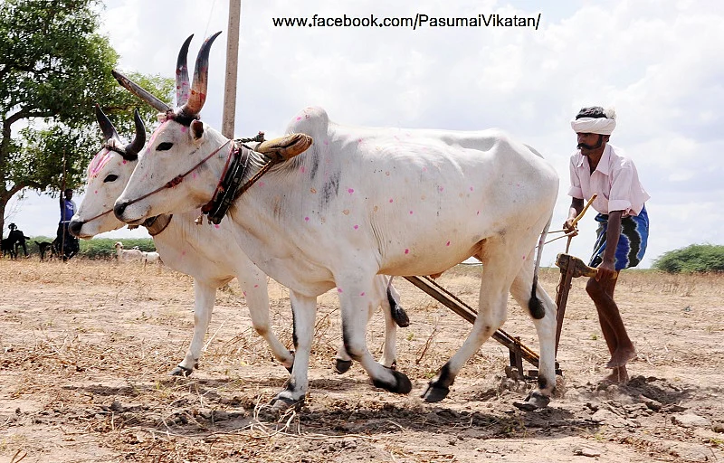 உழவு மாடுகள்