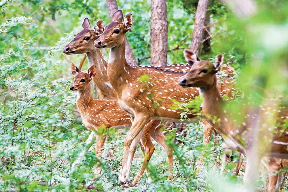 யானைகளின் அட்டகாசத்துக்கு நடுவே... தலமலையில் இரண்டு இரவுகள்!