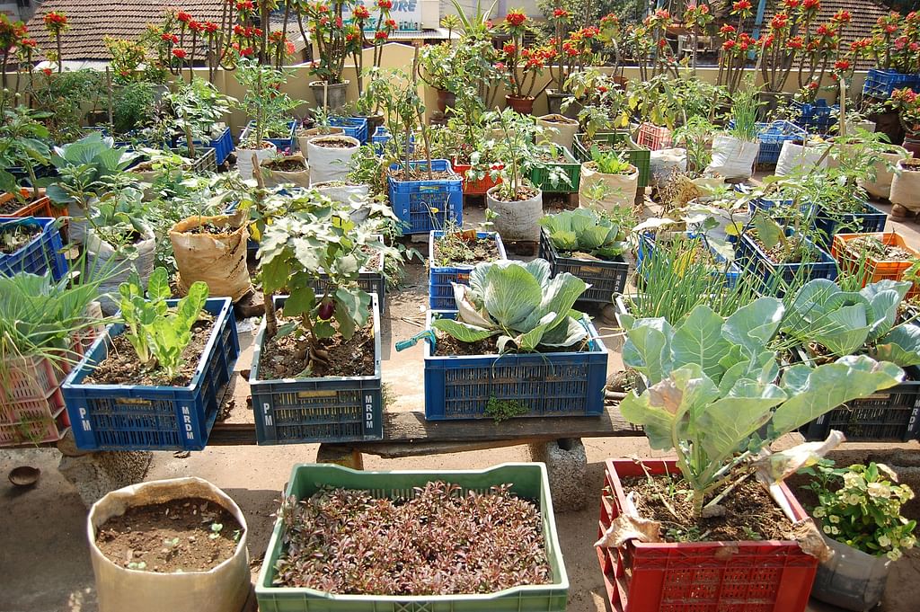 Terrace Garden