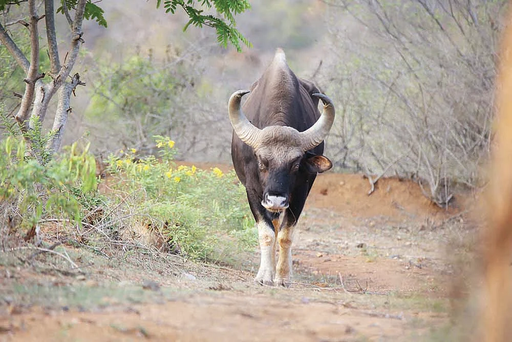 காட்டெருமையும் மான்களும் மலபார் அணில்களும் - தலமலைக்கு த்ரில்லிங் பிள்ளையார் சுழி போட்டன.