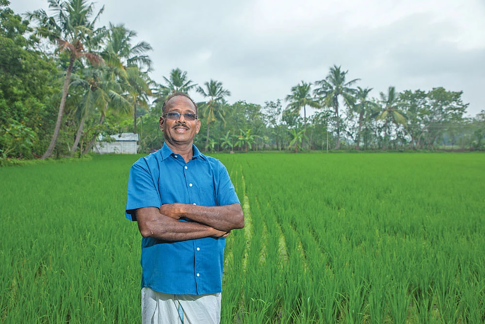 நெல் சாகுபடி வயலில்