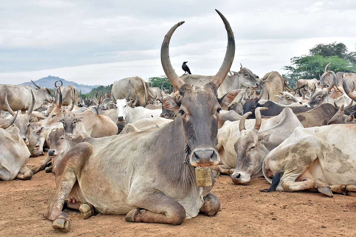 கிடை மாடுகள்