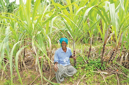 கரும்புச் சாகுபடி