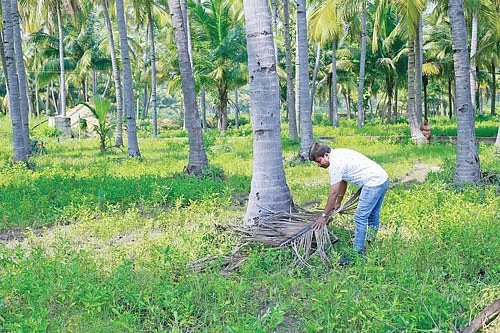 தென்னையைச் சுற்றி மூடாக்கு.