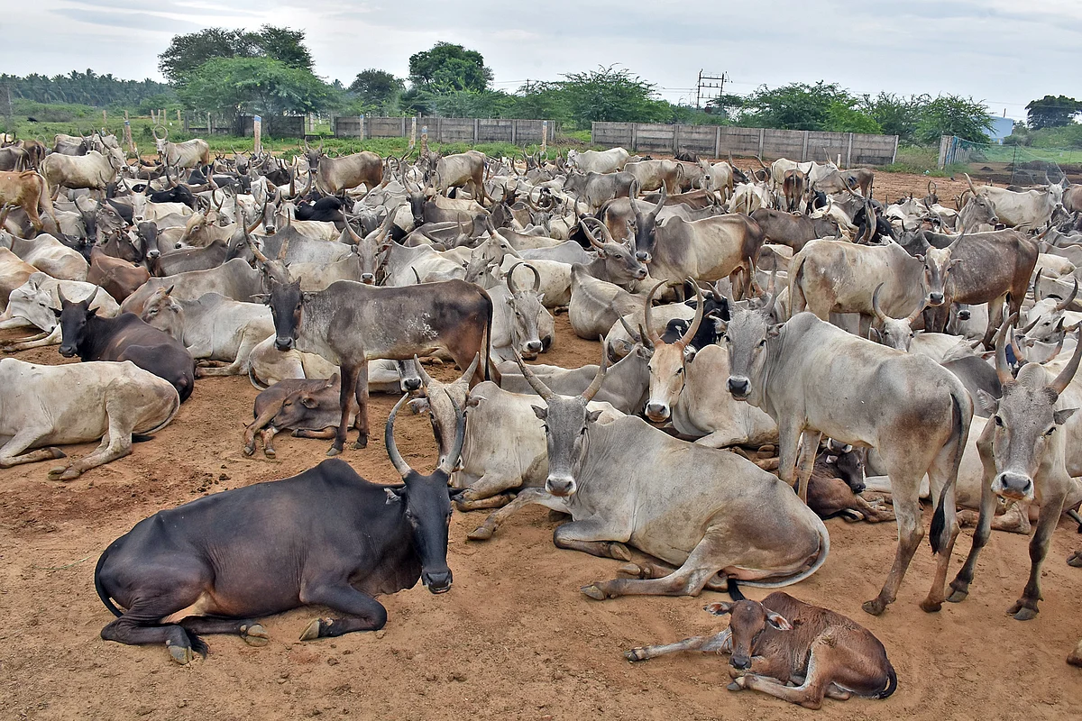 கிடை மாடுகள்