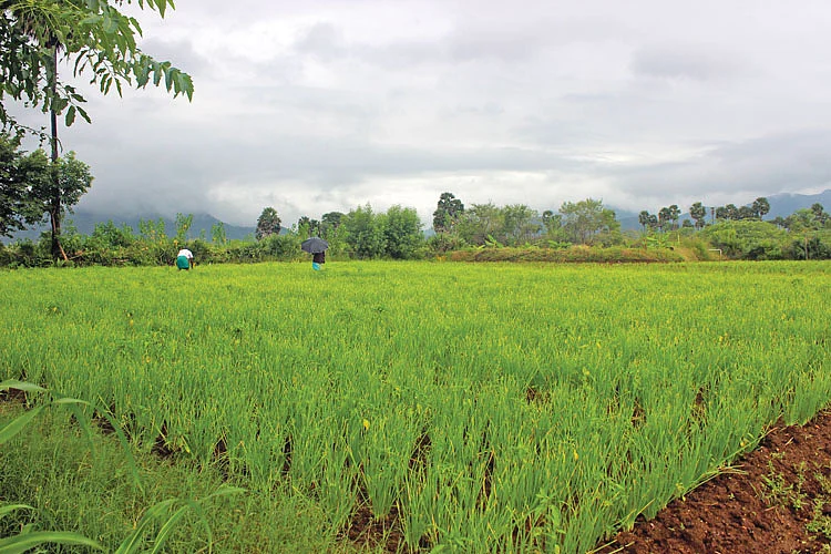 பசுமை போர்த்திக் கொண்டிருக்கும் வானகம் பண்ணை