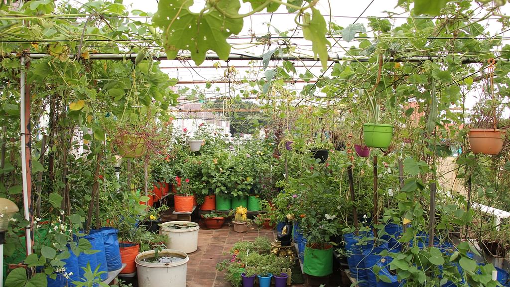 Terrace Garden
