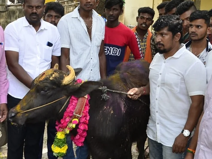 ஜல்லிக்கட்டில் பங்கேற்கும் கலப்பின மாடுகள்... எதிர்க்கும் மாடுபிடி வீரர்கள்!