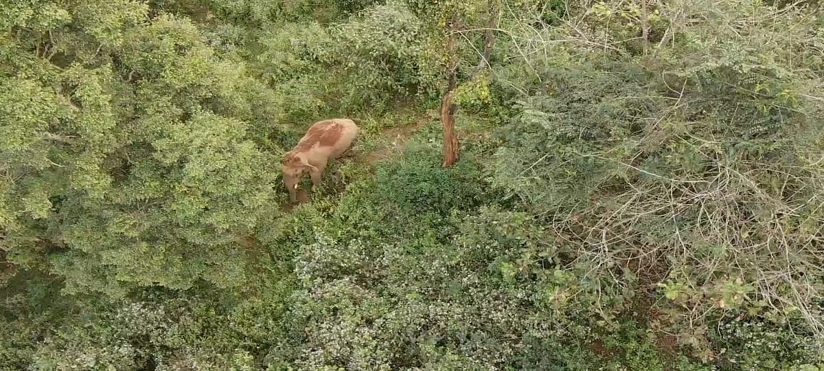 Operation broken tusker