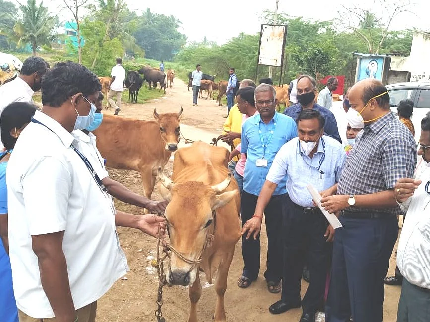`வெற்றிலை, மிளகு, உப்பு சேர்த்து கொடுக்கலாம்!’ - மாடுகளைப் பாதிக்கும் பெரியம்மைக்கு இயற்கை நிவாரணம்