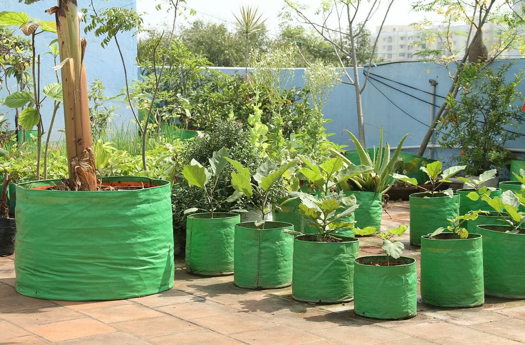 Terrace Garden