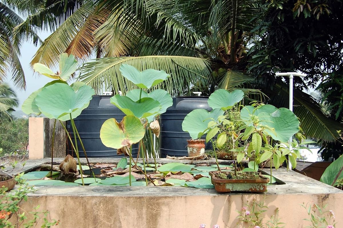 Terrace Garden 