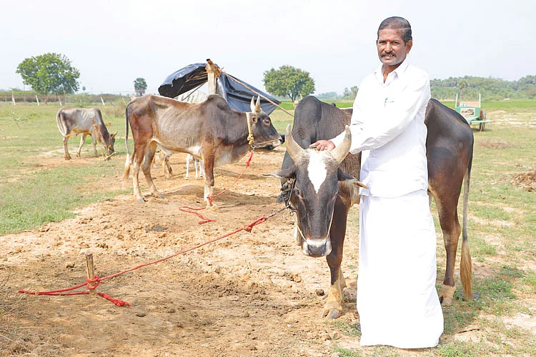 உம்பளச்சேரி மாடுகளுடன்