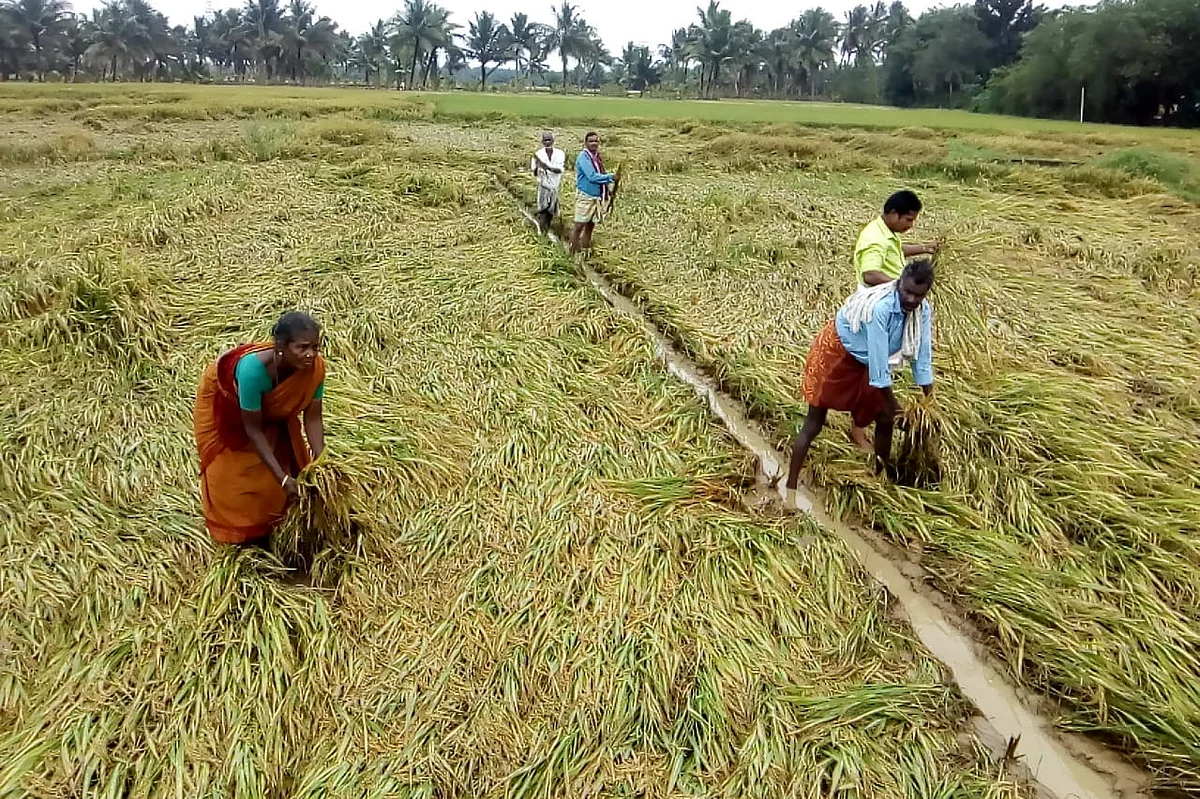 தண்ணீரில் மூழ்கிய நெற்பயிர்கள்