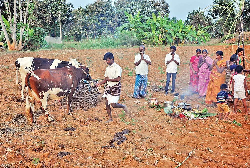 குலம் காக்கும் கோமாதா பூஜை!
