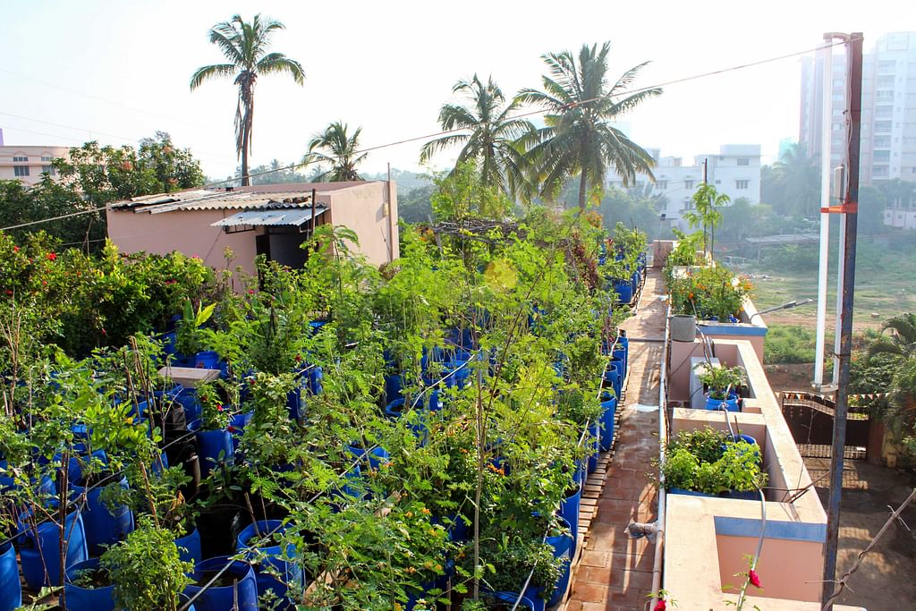 Terrace Garden