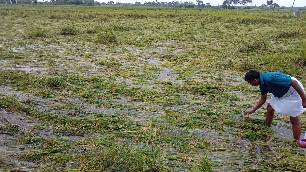 மூழ்கிய பயிர்கள்
