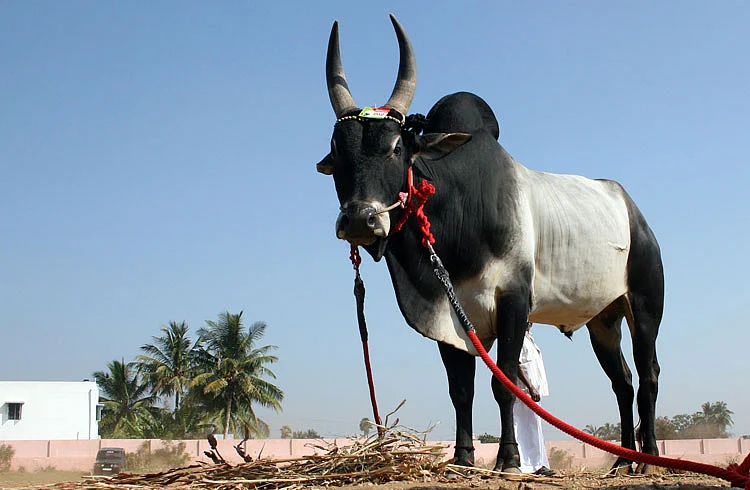 சாதனை-10 : மீட்கப்பட்ட நாட்டுமாடுகள்!