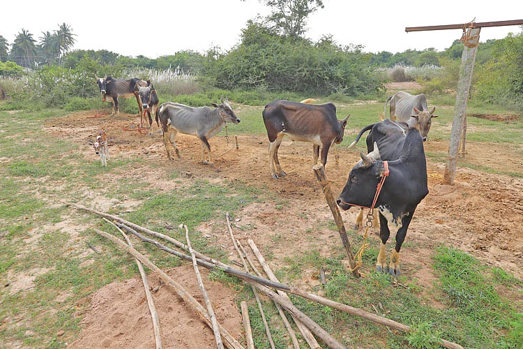உம்பளச்சேரி மாடுகள்