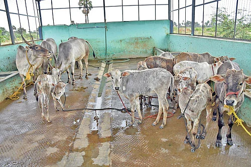 புலிக்குளம் கன்றுகள்