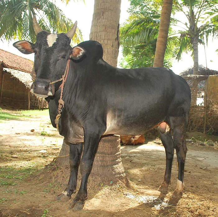 சாதனை-10 : மீட்கப்பட்ட நாட்டுமாடுகள்!