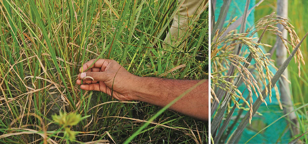 நெற்பயிர் கணுக்கள்