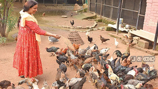 கோழிகளுக்குத் தீவனமிடும் பணியில்