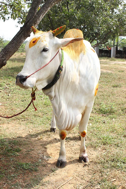 சாதனை-10 : மீட்கப்பட்ட நாட்டுமாடுகள்!