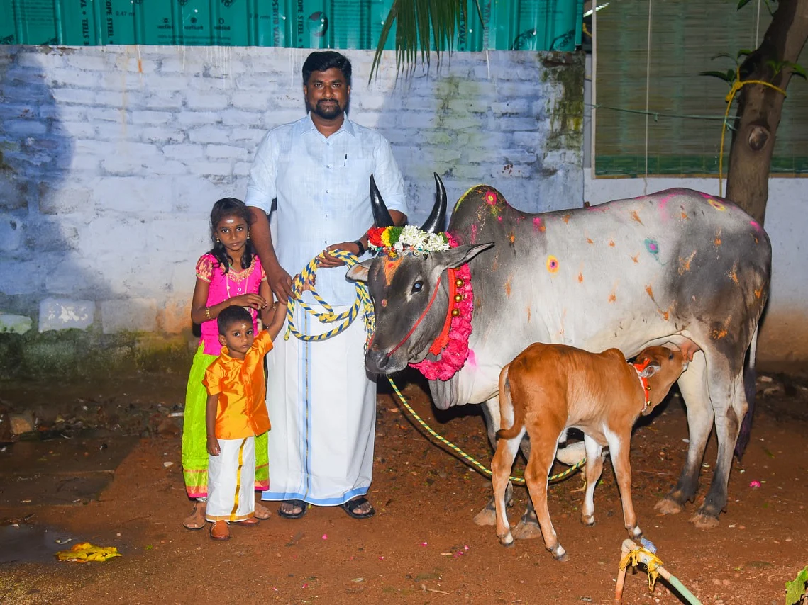 ஜல்லிக்கட்டில் வெல்பவர்களுக்கு காங்கேயம் பசு பரிசு... நாட்டு மாடுகளுக்காக வித்தியாச முயற்சி!