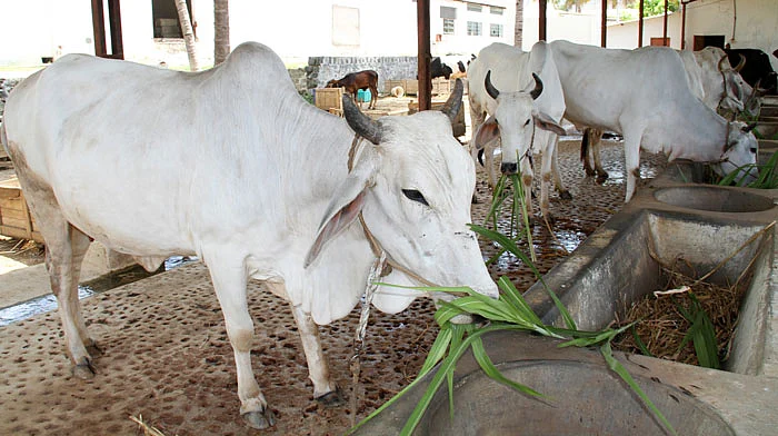 சாதனை-10 : மீட்கப்பட்ட நாட்டுமாடுகள்!