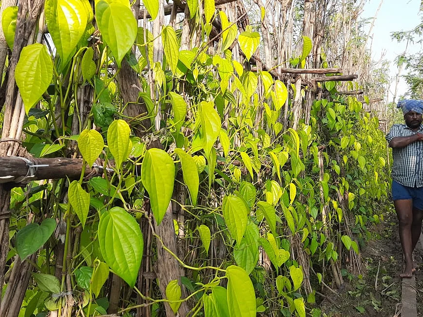 கரூர்: `விளைச்சல் அமோகம்... ஆனால், நிலையான விலை இல்லை!' - கவலையில் வெற்றிலை விவசாயிகள்