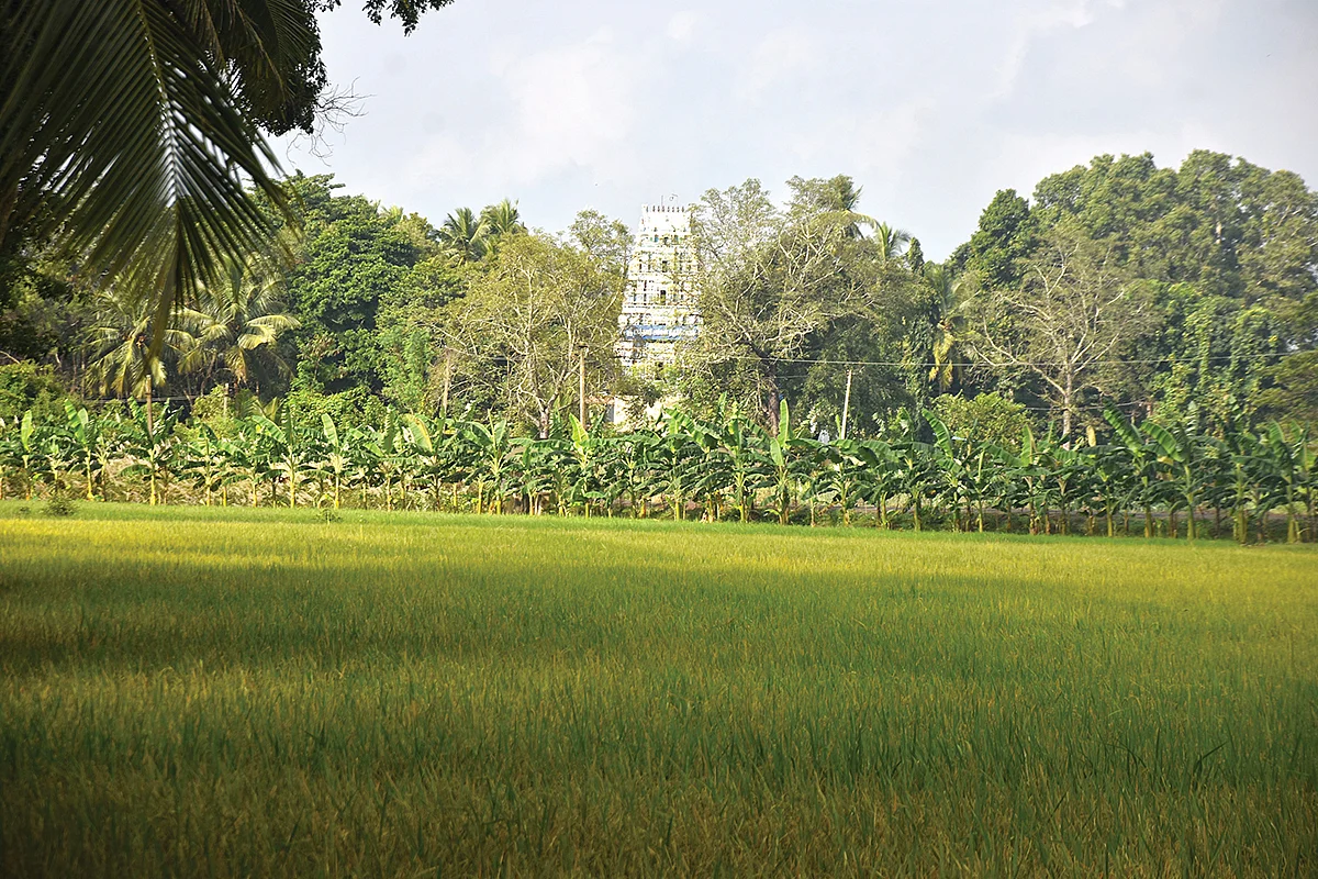 தைப்பொங்கல்: மண் மணக்கும் தரிசனம்! - பிள்ளை வரம் அருளும் பச்சை மாமருந்து!