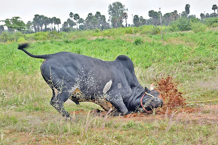 புலிக்குளம் பாய்ச்சல்