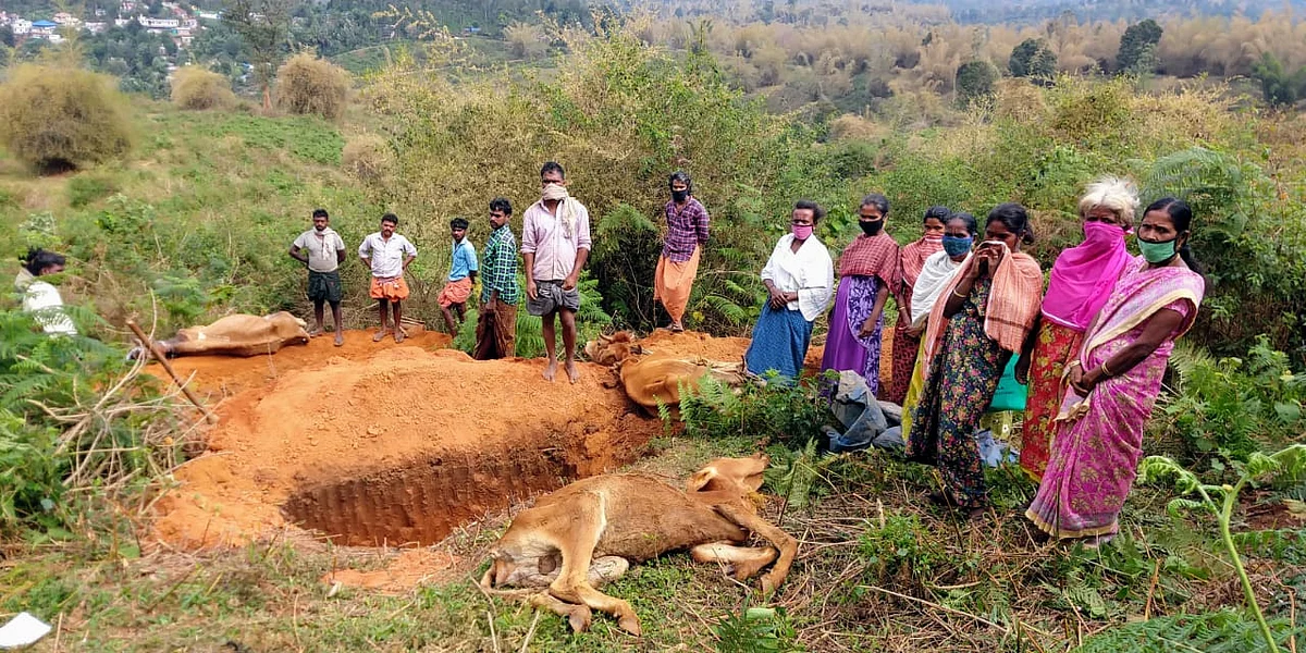 அடுத்தடுத்து மடியும் விலையில்லா மாடுகள்