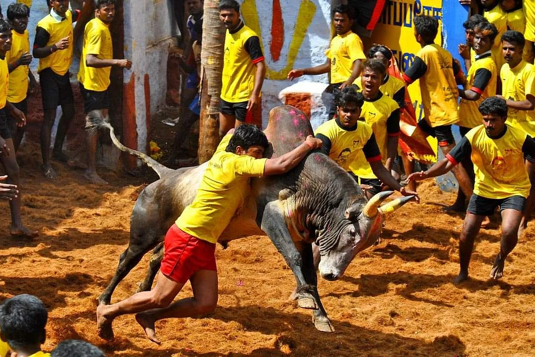 ஜல்லிக்கட்டு