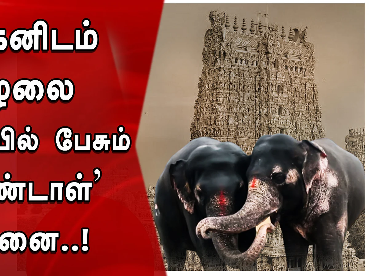கோவிலில் யானை எதற்கு வச்சுருக்காங்க தெரியுமா? மழலை மொழியில் பேசும் ஆண்டாள் யானை!| TALKING ELEPHANT