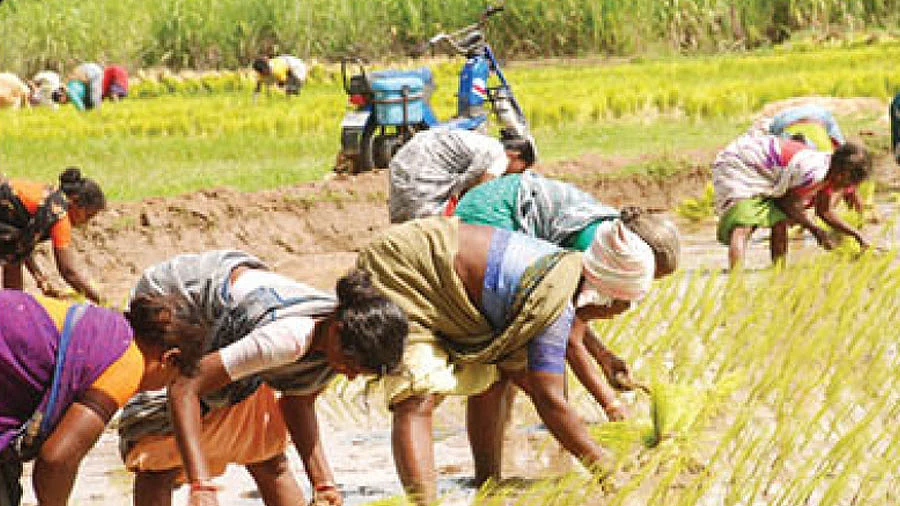பசுமை ஒலி