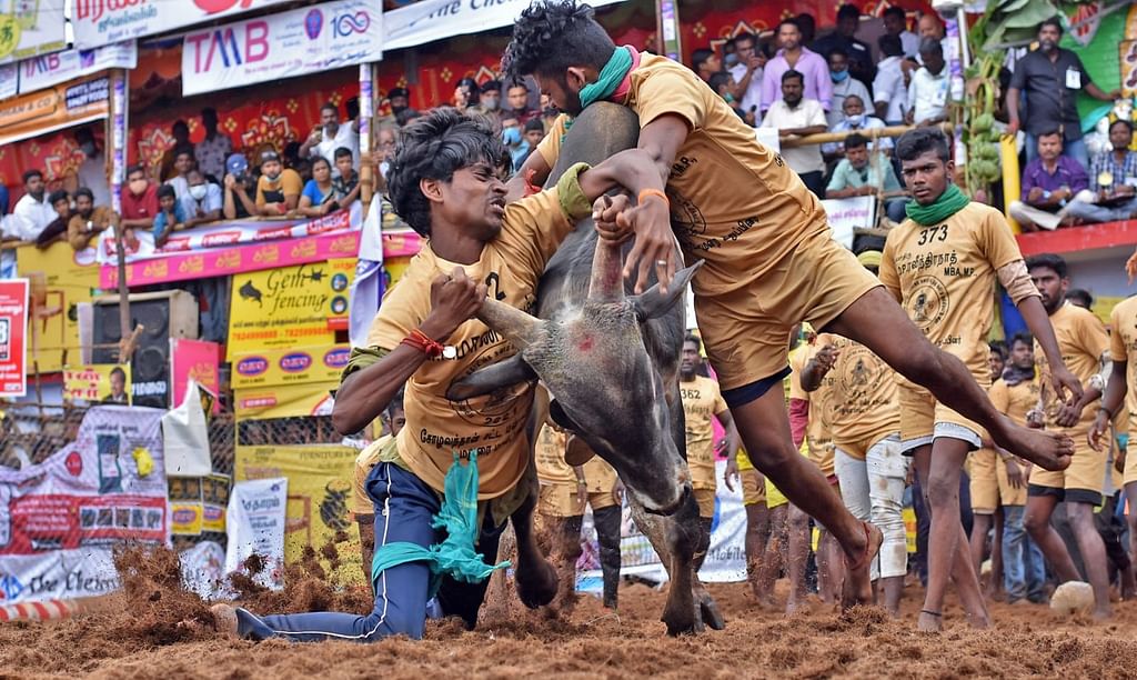 ஜல்லிக்கட்டு