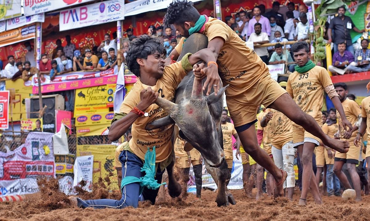 ஜல்லிக்கட்டு
