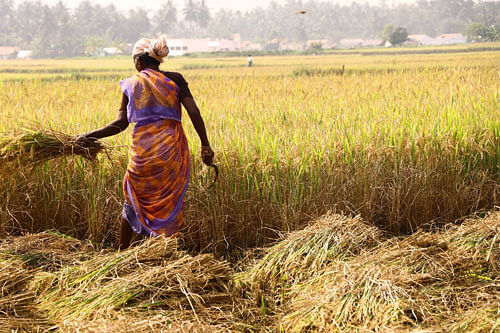 விவசாயம்