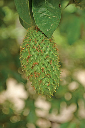 முள் சீத்தா