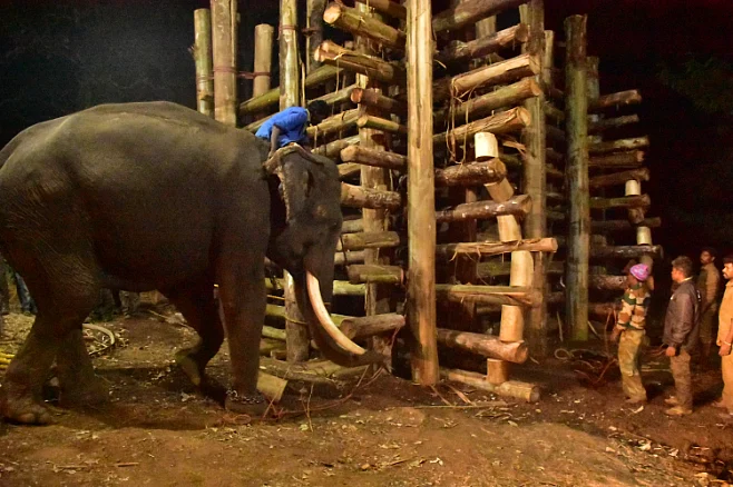 ஆபரேஷன் ரோக்கன் டஸ்கர் - யானை