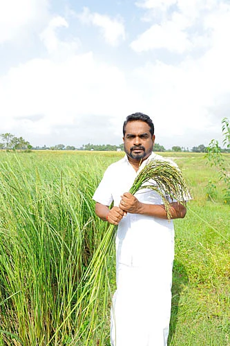 காட்டுயானம்
நெல் வயலில்
சிங்காரவேல்