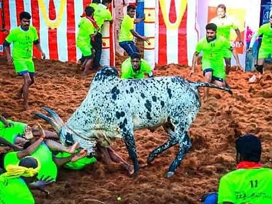 பாம்புக்கடியால் இறந்துபோன புகழ்பெற்ற ராவணன் காளை... சோகத்தில் மூழ்கிய கிராமம்!