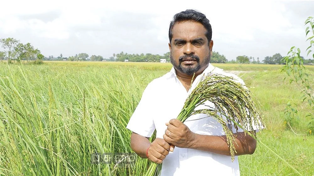 காட்டுயானம் வயலில்