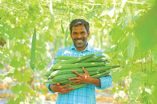 அறுவடையான பீர்க்கன் காய்களுடன்