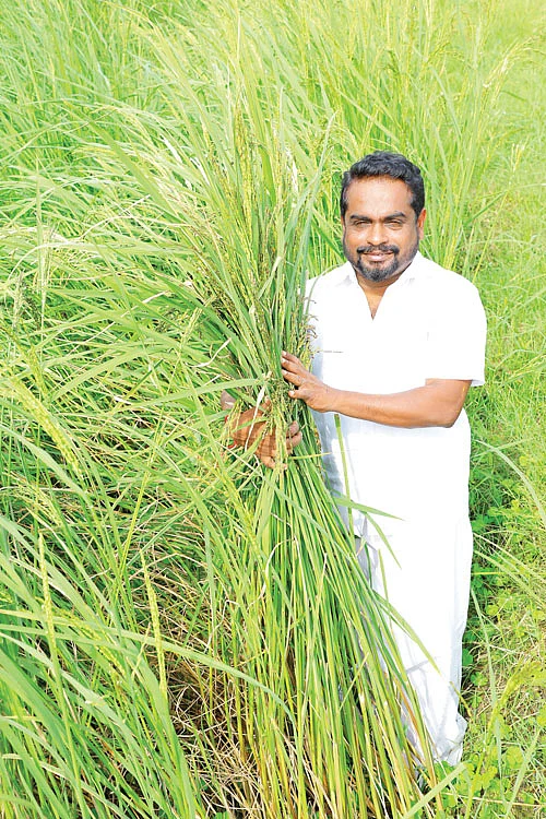 ஆளுயரத்துக்கு வளர்ந்திருக்கும் காட்டுயானம் நெற்பயிர்