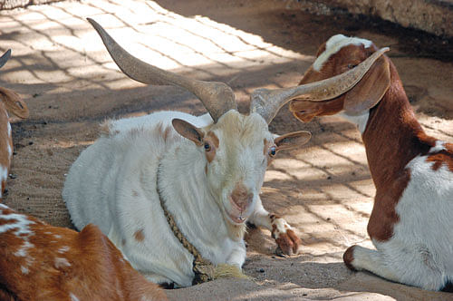 தோத்தாபாரி